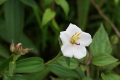 Osbeckia nepalensis var. albiflora
